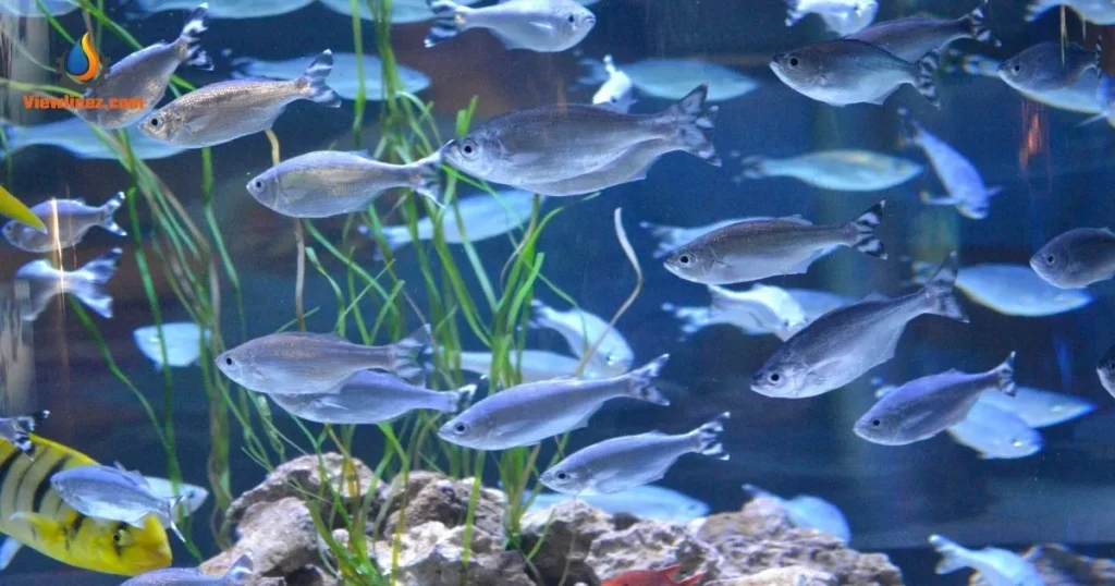 Plenty of Fish 