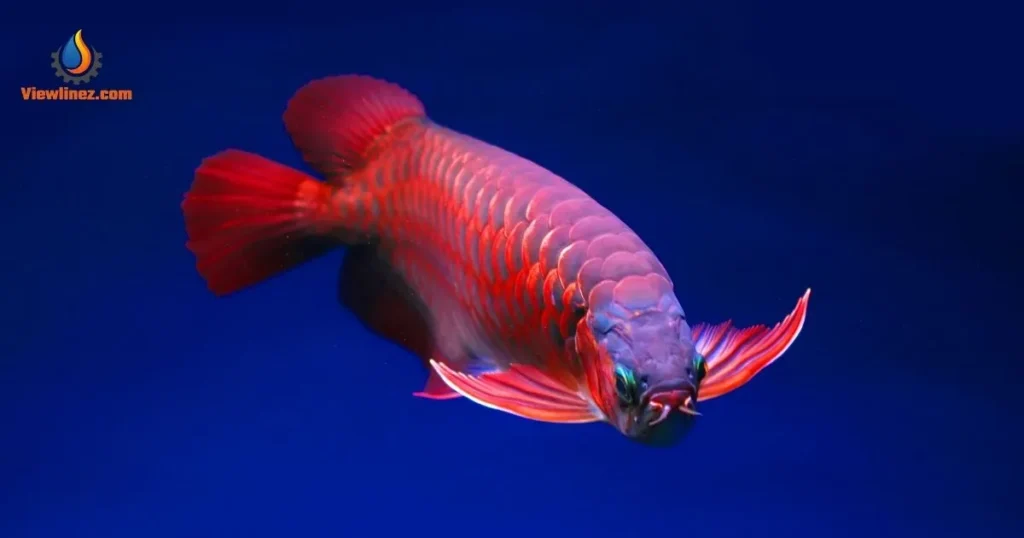 Unique Fish Pick-Up Lines 