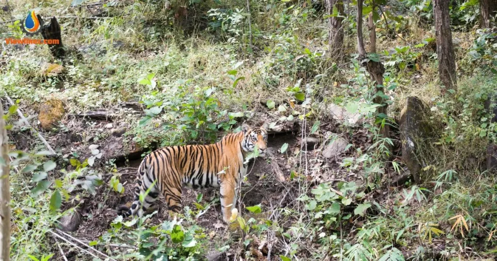 Jungle-Themed Tiger