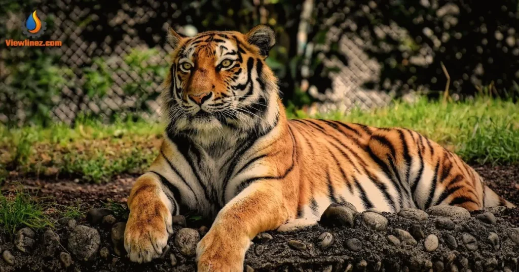 Tiger Pick-Up Lines