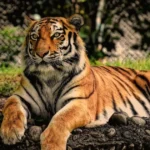 Tiger Pick-Up Lines