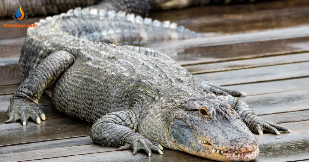 Alligators Pick-Up Lines
