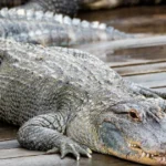 Alligators Pick-Up Lines