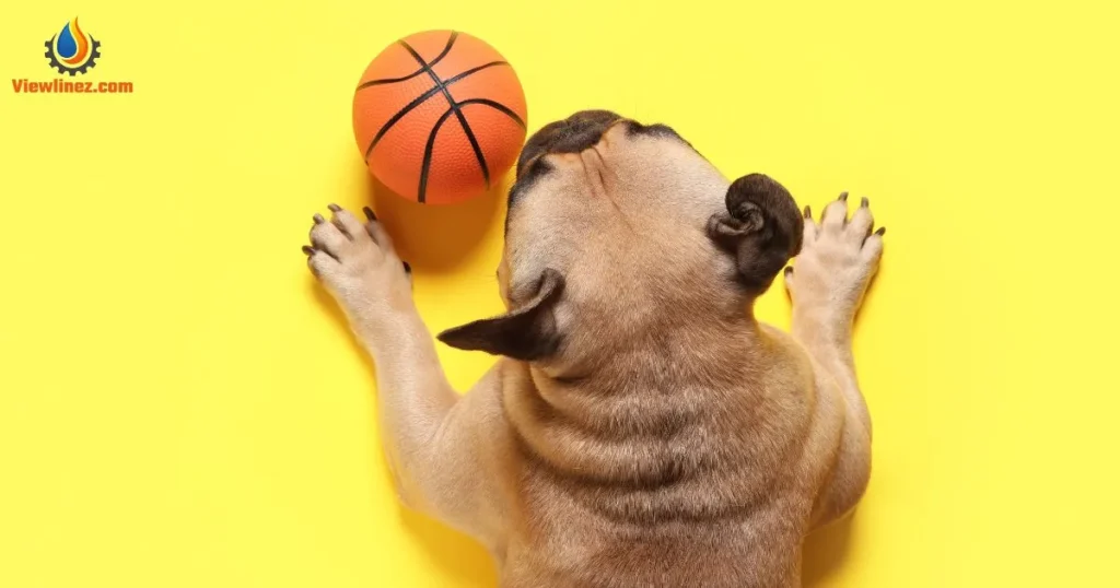 Funny Basketball